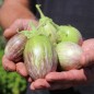 Preview: Aubergine Udmalbet (freilandgeeignet) (Samen)