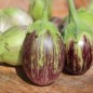 Preview: Aubergine Udmalbet (freilandgeeignet) (Samen)