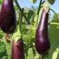 Preview: Aubergine Violetta Lunga (Samen)
