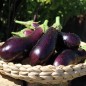Preview: Aubergine Violetta Lunga (Samen)