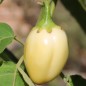 Preview: Aubergine Weiße aus Afrika  (Samen)
