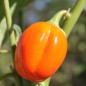 Preview: Aubergine Weiße aus Afrika  (Samen)