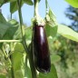 Preview: Aubergine de Barbentane (Samen)