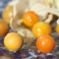 Preview: Neu! Ausdauernde Physalis Denver Perennial Ground Cherry (Samen)