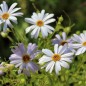 Preview: Australisches Gänseblümchen blau (Samen)