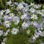 Preview: Australisches Gänseblümchen blau (Samen)