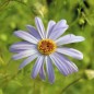 Preview: Australisches Gänseblümchen blau (Samen)