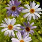 Preview: Australisches Gänseblümchen blau (Samen)