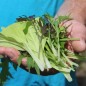 Preview: Babyleaf Bright and Spicy (Samen)