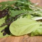 Preview: Babyleaf Bright and Spicy (Samen)