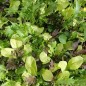 Preview: Babyleaf Bright and Spicy (Samen)
