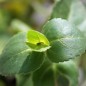 Preview: Bachbunge (Samen)