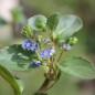 Preview: Bachbunge (Samen)