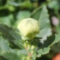 Preview: Ballonblume weiß (Samen)
