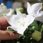 Preview: Ballonblume weiß (Samen)