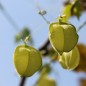 Preview: Ballonrebe - Herzsame (Samen)