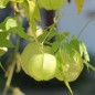 Preview: Ballonrebe - Herzsame (Samen)