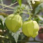 Preview: Ballonrebe - Herzsame (Samen)
