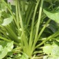 Preview: Barbarakresse (Samen)