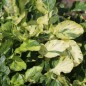 Preview: Barbarakresse panaschiert (Samen)