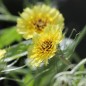 Preview: Bartpippau (Samen)
