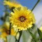 Preview: Bartpippau (Samen)