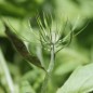 Preview: Bartpippau (Samen)