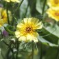 Preview: Bartpippau (Samen)