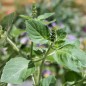 Preview: Basilikum Blue Spice (Samen)