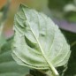Preview: Basilikum Blue Spice (Samen)