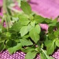 Preview: Basilikum Fino Verde (Samen)