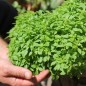 Preview: Basilikum Fino Verde (Samen)