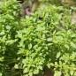 Preview: Basilikum Fino Verde (Samen)