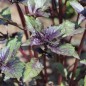 Preview: Basilikum Persian (Samen)