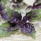 Preview: Basilikum Persian (Samen)