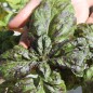 Preview: Basilikum Red Lettuce Leaved (Samen)