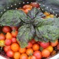 Preview: Basilikum Red Lettuce Leaved (Samen)