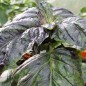 Preview: Basilikum Red Lettuce Leaved (Samen)