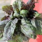 Preview: Basilikum Red Lettuce Leaved (Samen)