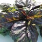 Preview: Basilikum Red Lettuce Leaved (Samen)