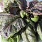 Preview: Basilikum Red Lettuce Leaved (Samen)