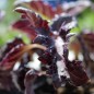 Preview: Basilikum Red Ruffles (Samen)