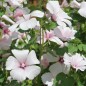 Preview: Bechermalve New Dwarf Pink Blush (Samen)