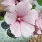 Preview: Bechermalve New Dwarf Pink Blush (Samen)