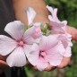 Preview: Bechermalve New Dwarf Pink Blush (Samen)
