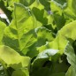 Preview: Beete Albino Verecunda (Samen)