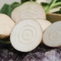 Preview: Beete Albino Verecunda (Samen)