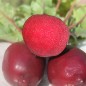 Preview: Beete Cylindra (Samen)