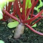 Preview: Beete Cylindra (Samen)