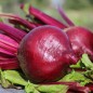 Preview: Beete Detroit Dark Red (Samen)